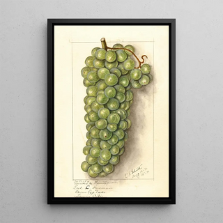 Ellen Isham Schutt - Vitis Muscat de Frontignan.webp