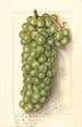 Vitis Muscat de Frontignan - Ellen Isham Schutt — artwork view