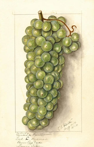 Vitis Muscat de Frontignan - Ellen Isham Schutt — artwork view