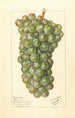 Vitis Palarusa - Ellen Isham Schutt — artwork view