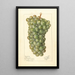 Vitis Palarusa - Ellen Isham Schutt — framed artwork on a wall