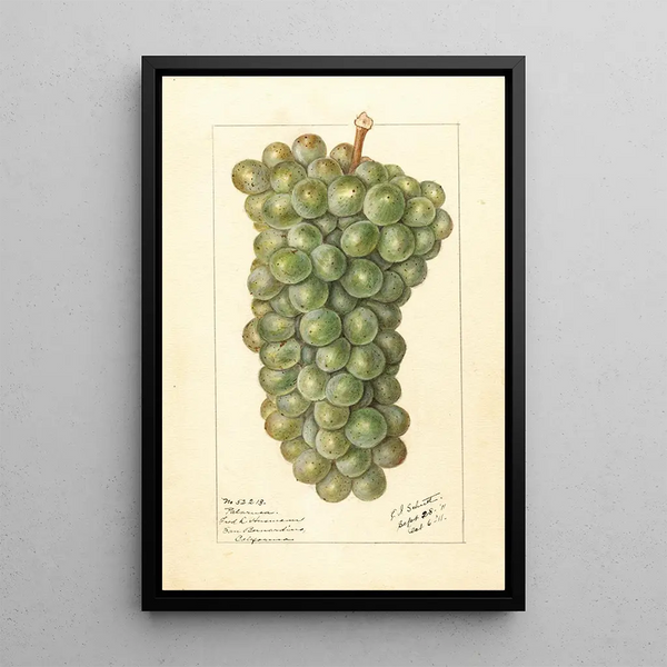 Vitis Palarusa - Ellen Isham Schutt — framed artwork on a wall