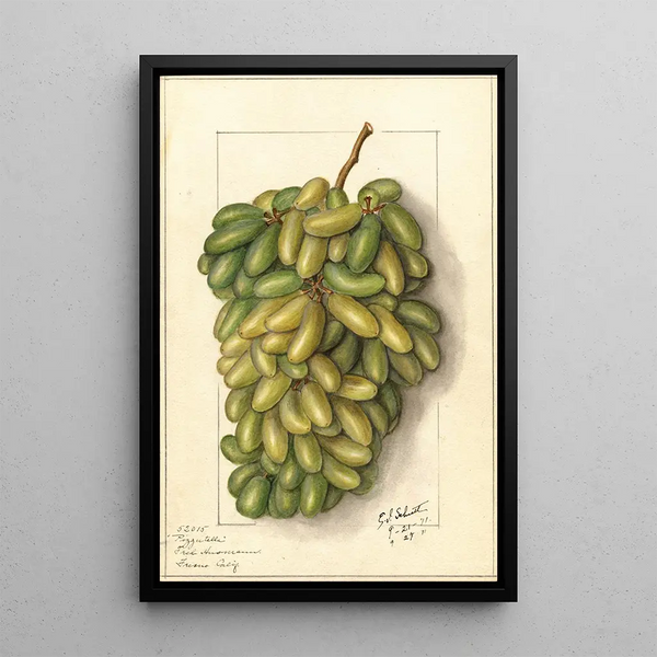 Vitis Pizzutella - Ellen Isham Schutt — framed artwork on a wall