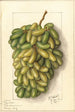 Vitis Pizzutella - Ellen Isham Schutt — artwork view