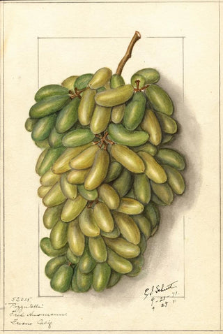 Vitis Pizzutella - Ellen Isham Schutt — artwork view