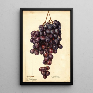 Ellen Isham Schutt - Vitis Red Emperor.webp