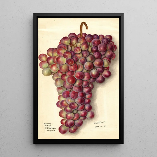 Vitis Rodites - Ellen Isham Schutt — framed artwork on a wall