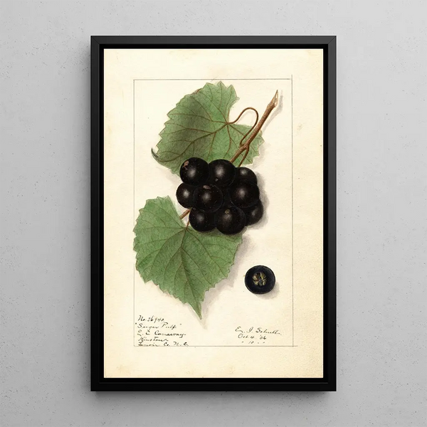 Vitis Sugar Pulp - Ellen Isham Schutt — framed artwork on a wall
