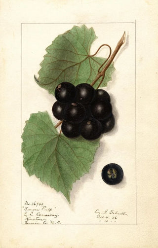 Ellen Isham Schutt - Vitis Sugar Pulp.webp