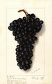 Vitis Syrah de l'Hermitage - Ellen Isham Schutt — artwork view