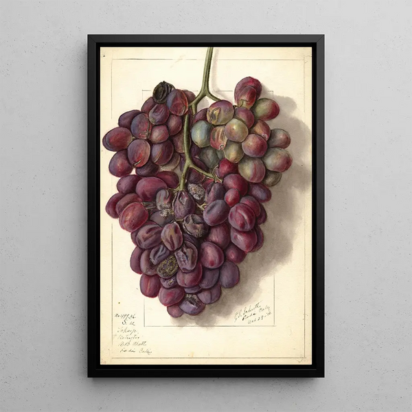 Vitis Takayo - Ellen Isham Schutt — framed artwork on a wall