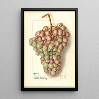 Ellen Isham Schutt - Vitis Teneron.webp