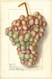 Vitis Teneron - Ellen Isham Schutt — artwork view