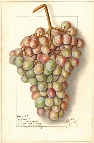 Vitis Teneron - Ellen Isham Schutt — artwork view