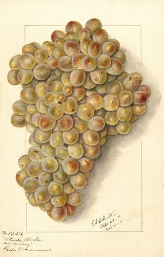 Vitis Ulliade Blanche d'Ambre - Ellen Isham Schutt — artwork view