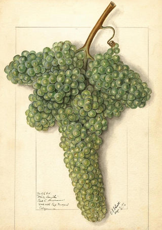 Vitis White Corinthe - Ellen Isham Schutt — artwork view