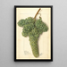 Vitis White Corinthe - Ellen Isham Schutt — framed artwork on a wall