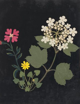 Ellen W - Album of cutpaper flowers Pl03.webp