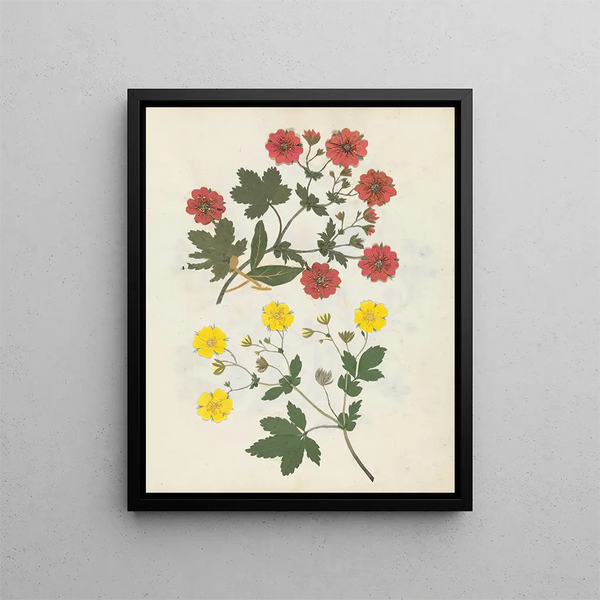Paper-cut flower album painting pl. 08 - Ellen W. — framed artwork on a wall
