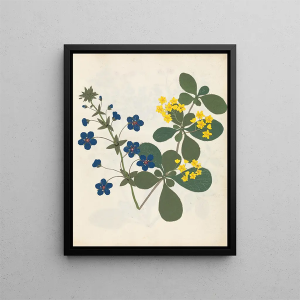 Paper-cut flower album painting pl. 12 - Ellen W. — framed artwork on a wall