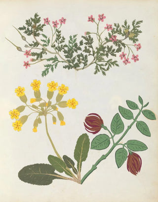 Ellen W - Album of cutpaper flowers Pl13.webp