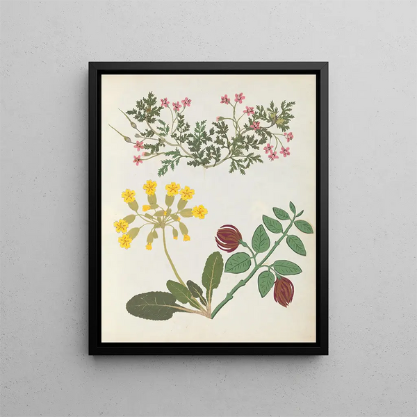 Paper-cut flower album painting pl. 13 - Ellen W. — framed artwork on a wall