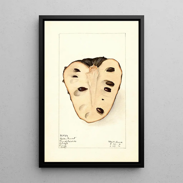 Annona cherimola Golden Russet - Elsie E. Lower — framed artwork on a wall
