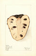Annona cherimola Golden Russet - Elsie E. Lower — artwork view