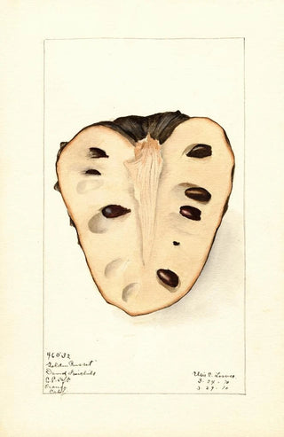 Elsie E Lower - Annona cherimola Golden Russet.webp