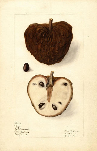 Elsie E Lower - Annona squamosa No.webp