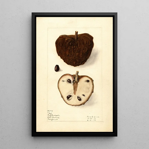 Annona squamosa No - Elsie E. Lower — framed artwork on a wall