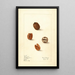 Carya illinoinensis Claremont - Elsie E. Lower — framed artwork on a wall