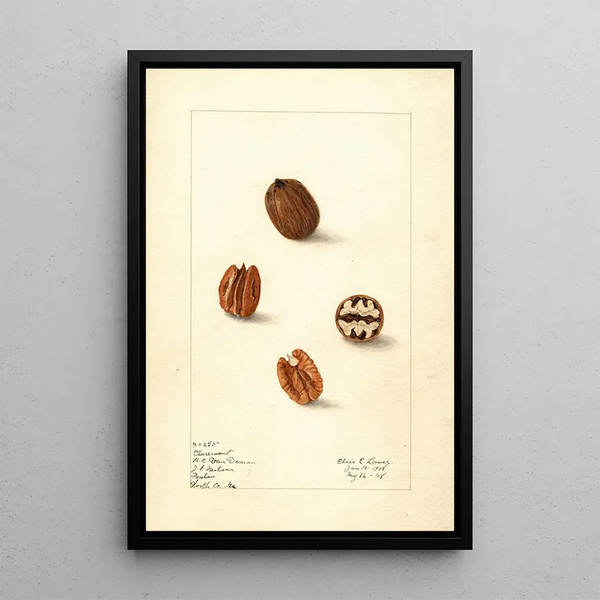 Carya illinoinensis Claremont - Elsie E. Lower — framed artwork on a wall