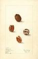 Carya illinoinensis Claremont - Elsie E. Lower — artwork view
