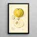 Casimiroa edulis - Elsie E. Lower — framed artwork on a wall