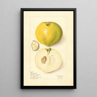 Elsie E Lower - Casimiroa edulis.webp