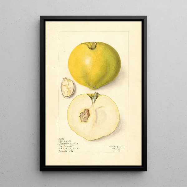 Casimiroa edulis - Elsie E. Lower — framed artwork on a wall