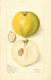 Casimiroa edulis - Elsie E. Lower — artwork view