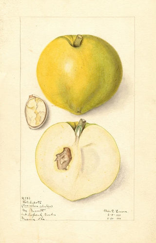 Elsie E Lower - Casimiroa edulis.webp