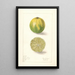 Citrus aurantiifolia Lime persan - Elsie E. Lower — framed artwork on a wall