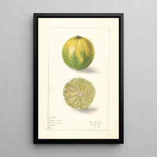 Elsie E Lower - Citrus aurantiifolia Persian Lime.webp