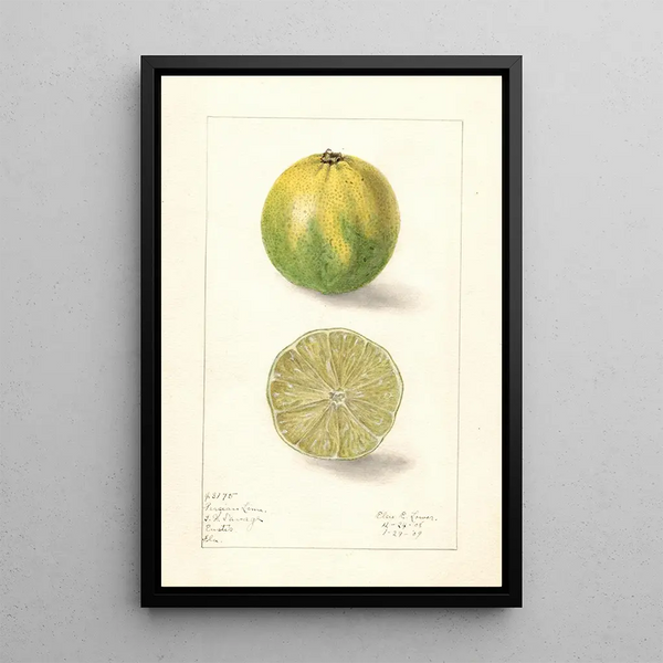 Citrus aurantiifolia Lime persan - Elsie E. Lower — framed artwork on a wall