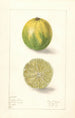 Citrus aurantiifolia Lime persan - Elsie E. Lower — artwork view