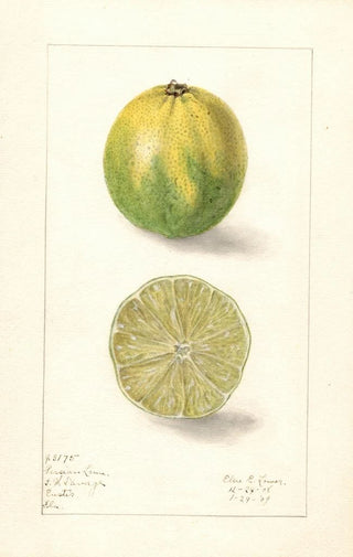 Elsie E Lower - Citrus aurantiifolia Persian Lime.webp
