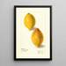 Citrus lemon - Elsie E. Lower — framed artwork on a wall