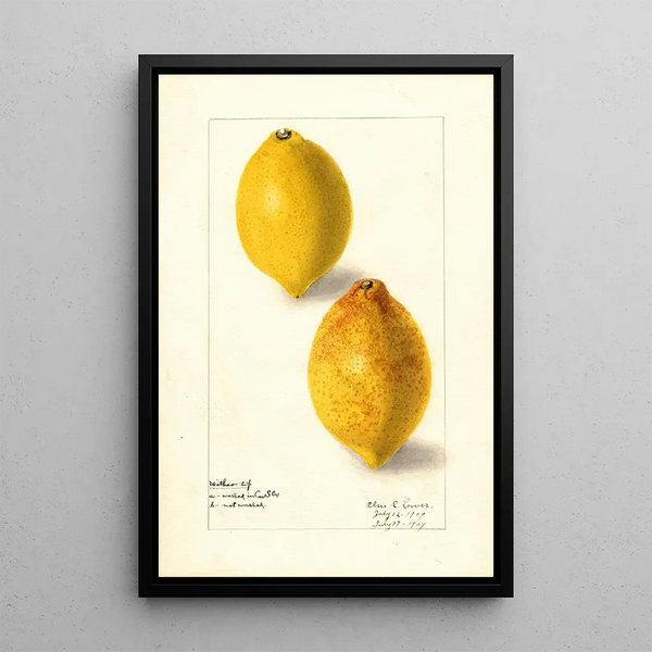 Citrus lemon - Elsie E. Lower — framed artwork on a wall