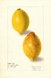 Citrus lemon - Elsie E. Lower — artwork view