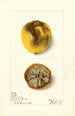 Citrus limon Eureka - Elsie E. Lower — artwork view