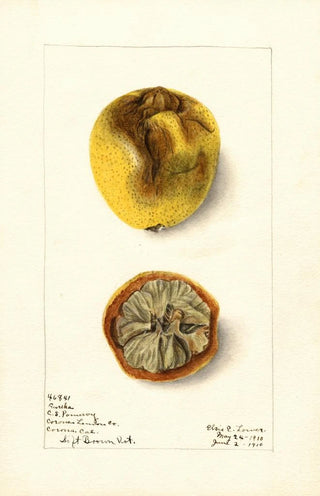 Elsie E Lower - Citrus limon Eureka.webp