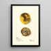 Citrus limon Eureka - Elsie E. Lower — framed artwork on a wall